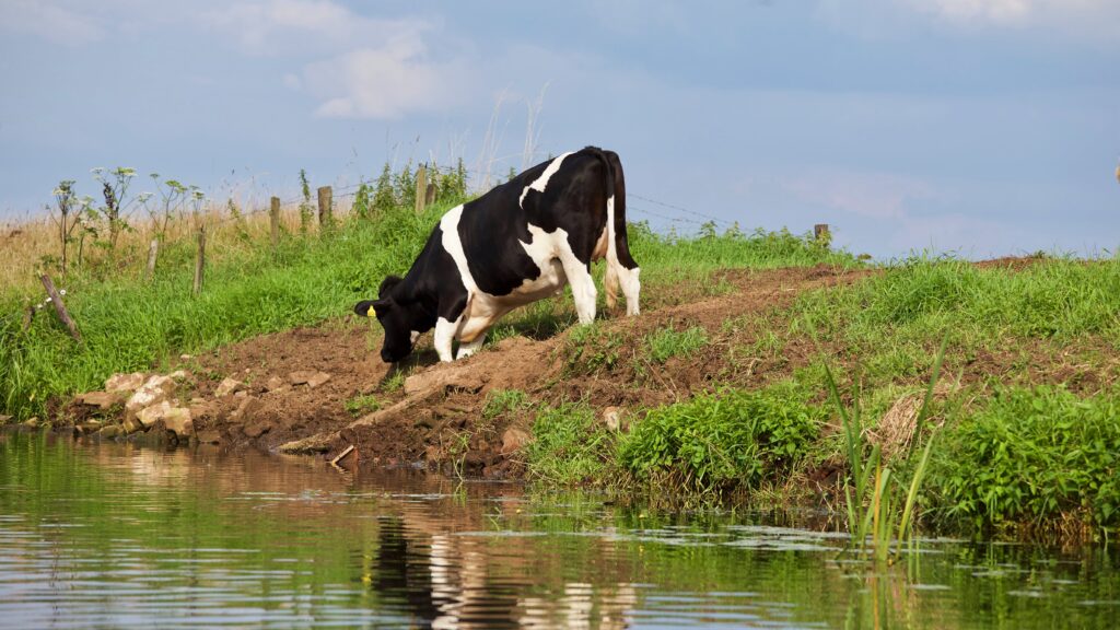 dairy cow on farm near lagoon.