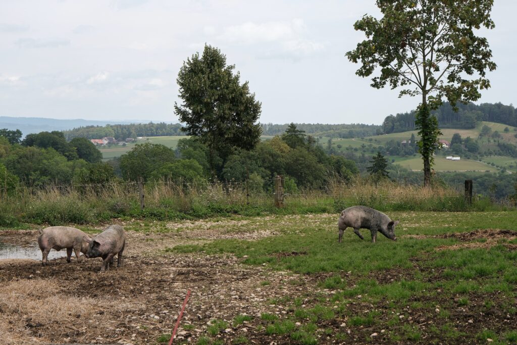 hog farm in north america. adopting sustainable farming practices.