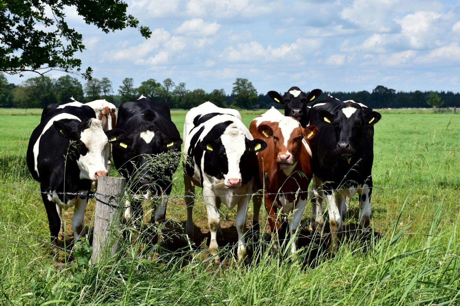 WHAT ARE MANURE LAGOONS? - Livestock Water & Energy